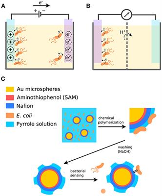 Conjugated Oligo- and Polymers for Bacterial Sensing